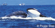 Killer Whale Attacking Gray Whale, photo by Peggy Stap