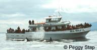 Killer Whales next to the Sea Wolf II, photo by Peggy Stap