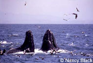 Humpback Whales feeding, photo by Nancy Black