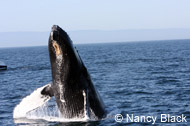 Humpback Whale breaching, photo by Nancy Black