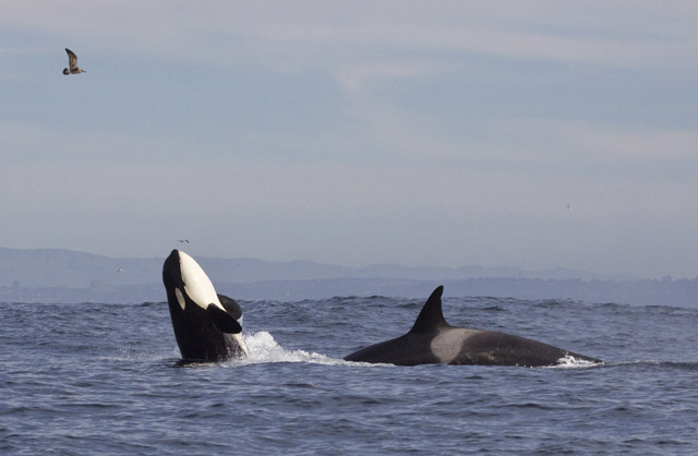 Breaching Killer Whale, photo by Daniel Bianchetta