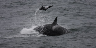 Killer Whale predation on Dall's Porpoise