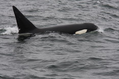 Killer Whale predation on Dall's Porpoise