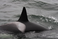 Killer Whale predation on Dall's Porpoise