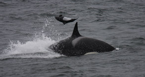 Killer Whale predation on Dall's Porpoise