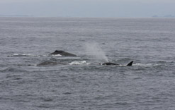 Killer Whale predation on Gray Whale Calf