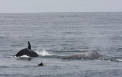 Killer Whale with Gray Whale calf