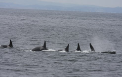 Killer Whale predation on Gray Whale Calf