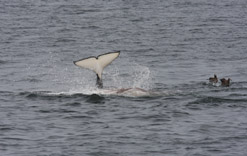 Killer Whale tail slap