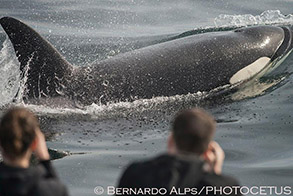 Killer Whale photo by Bernardo Alps