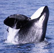 Killer Whale Breaching, photo by Richard Ternullo