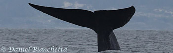 Photos from Monterey Bay Whale Watch trips
