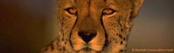 Photos from the Cheetah Conservation Fund