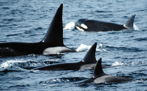 Killer Whales