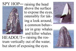 Spy Hop and Headout - details from Marine Mammal Guide