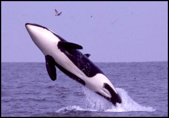 Killer Whales, Slide No. B02-12