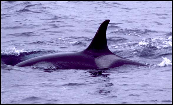 Killer Whale, Slide No. B02-31