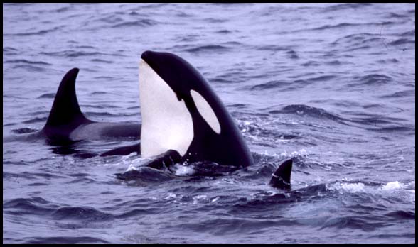 Killer Whales, Slide No. B02-35