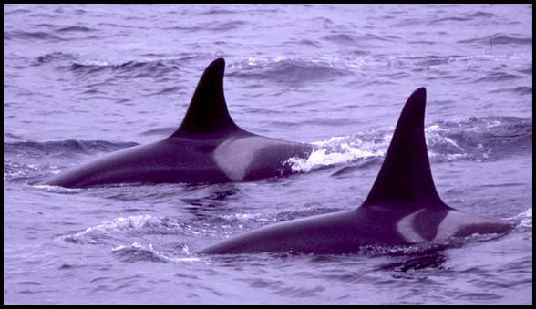 Killer Whales, Slide No. B03-02
