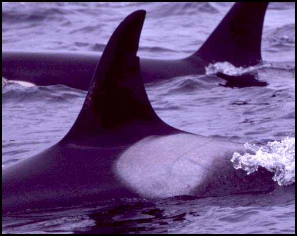 Killer Whales, Slide No. B03-06Z