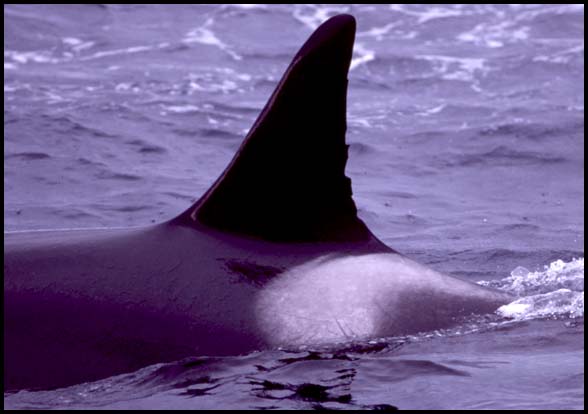 Killer Whales, Slide No. B03-17