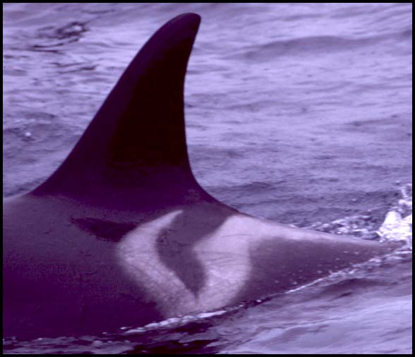 Killer Whales, Slide No. B03-23
