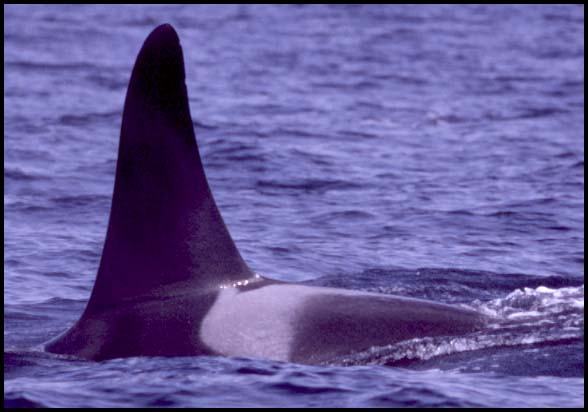 Killer Whales, Slide No. B04-13