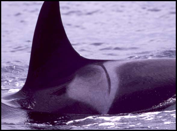Killer Whales, Slide No. B04-26