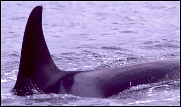Killer Whales, Slide No. B04-29