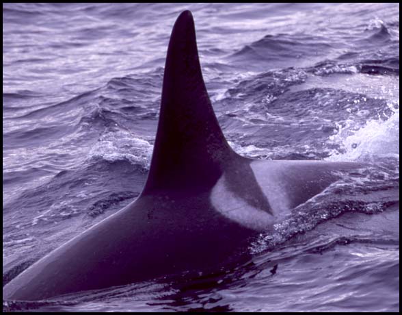 Killer Whales, Slide No. B05-02