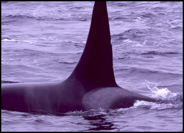Killer Whales, Slide No. B05-18