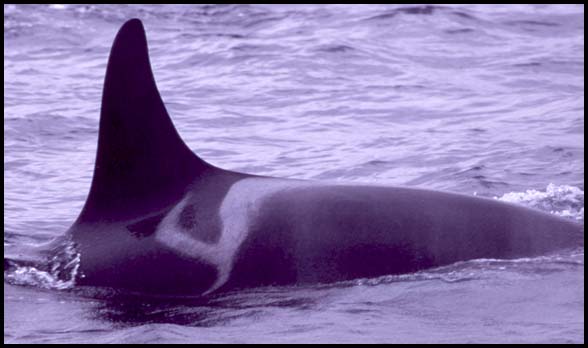 Killer Whales, Slide No. B05-24