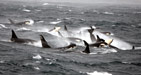 Southern Resident Killer Whales in Monterey Bay