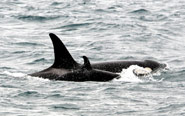 Southern Resident Killer Whales in Monterey Bay