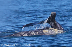 Two Gray Whales, photo by Daniel Bianchetta