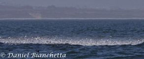 Anchovies chased to the surface, photo by Daniel Bianchetta