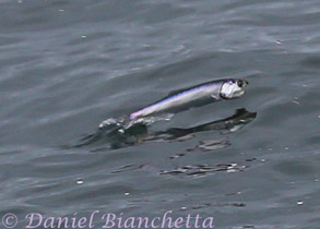 Anchovy jumping, photo by Daniel Bianchetta