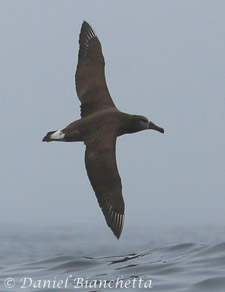 Black-footed Albatross, photo by Daniel Bianchetta