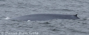 Blue Whale, photo by Daniel Bianchetta