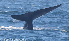 Blue Whale tail, photo by Daniel Bianchetta