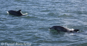 Bottlenose Dolphins, photo by Daniel Bianchetta