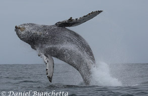 Breaching Humpback Whale, photo by Daniel Bianchetta