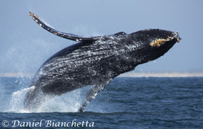 Breaching Humpback Whale, photo by Daniel Bianchetta