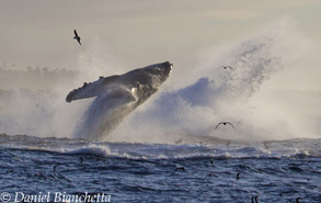 Breaching Humpback Whale, photo by Daniel Bianchetta