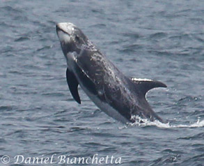 Breaching Risso's Dolphin, photo by Daniel Bianchetta