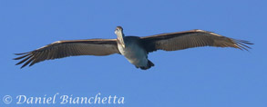 Brown Pelican, photo by Daniel Bianchetta