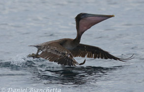 Brown Pelican swallowing anchovies, photo by Daniel Bianchetta