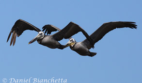 Brown Pelicans, photo by Daniel Bianchetta