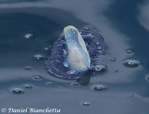 By-the-wind Sailor Velella Velella photo by Daniel Bianchetta