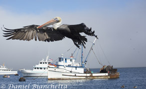 California Brown Pelican, photo by Daniel Bianchetta